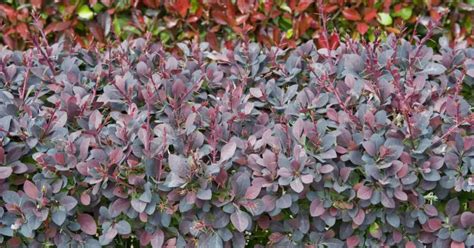 when to cut back berberis.